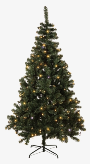 Christmas Tree W Led Twinkle Tree - Evergreen Tree No Background