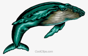 Humpback Whale - Whale Clip Art