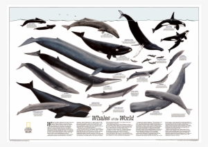 whales - national geographic whale poster