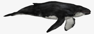 Whalehumpbackzs - Zt2 Downloads Humpback Whale