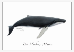 Humpback Whale - Humpback Whale Illustration