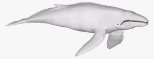 Albino Humpback Whale - Common Bottlenose Dolphin