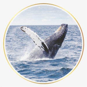 Join Our Luxury - Giclee Painting: Wonderful Dream's Sealife Ocean Whale