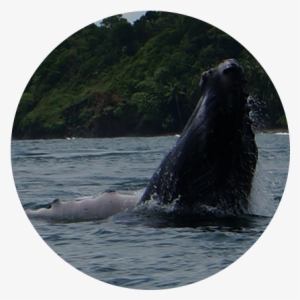 Whale Watching - Grey Whale