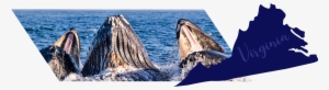 Pay A Visit To The Virginia Beach Koa, Which Is Open - Grey Whale