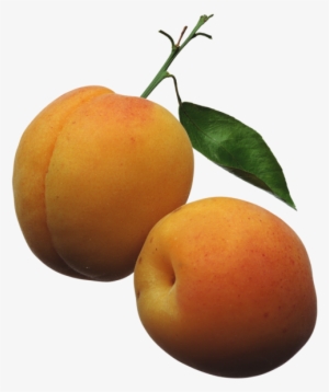 Apricots Png Clipart Picture Ovocie Fruit Pinterest - Apricots Clipart
