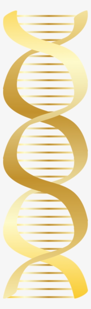 About 3600 Free Commercial & Noncommercial Clipart - Gold Dna Png