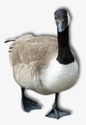 goose png transparent image - goose png