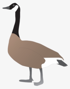 Illustrations Of Canada Geese - Canada Goose Drawing