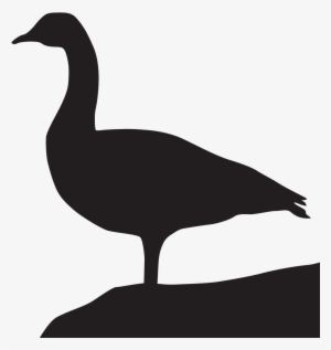Goose Transparent Black Brant - Silhouette Of Canada Goose
