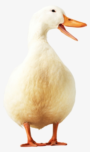 Goose Png - Vektor Bebek Dan Ayam