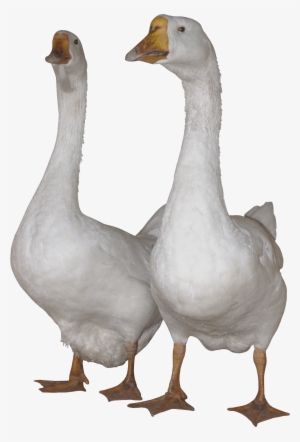 Gooses Png