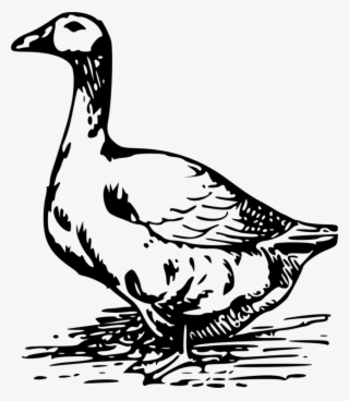 goose png images