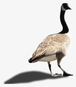 walking goose png image hd wallpapers download for - nene birds png