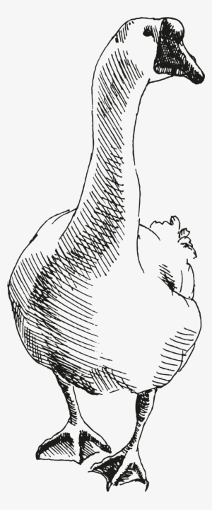 Goose - Illustration