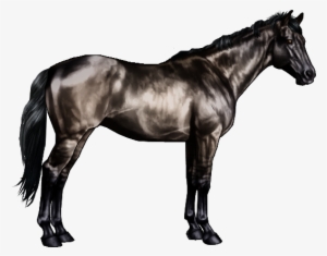 Black Horses Expressing The Dun Gene Are Often Called - Black And Grey Horse