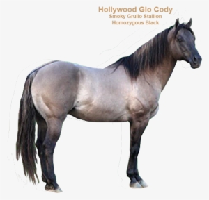 Slider Image - Grullo Horse Png