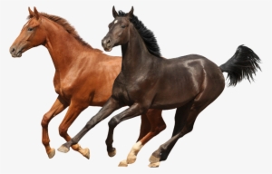 Brwon And Black Two Horses Psd Images Runing - Plantillas De Powerpoint Caballos