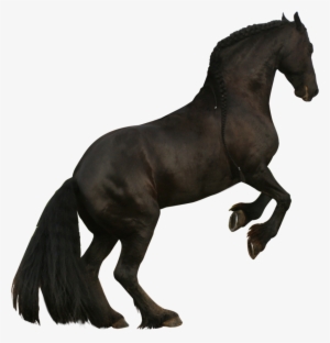 Rearing Horse Png - Black Horse Rearing Png