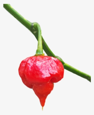 Trinidad Scorpion For Sale - Sweet And Chili Peppers