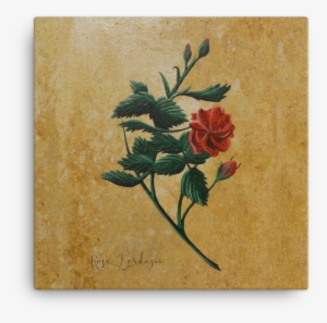 Rose Canvas - Zinnia