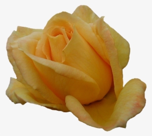 Transparent Yellow Rose File - Rose