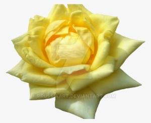 Flower Of Yellow Roses On A Transparent Background - Yellow