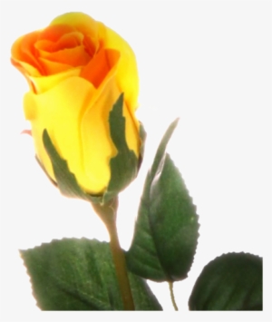 Yellow Roses - Rose Jaune