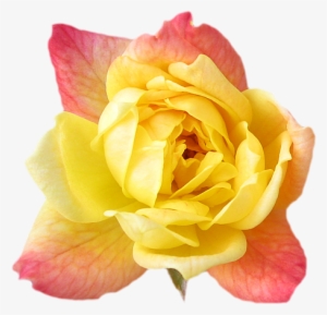 Yellow Rose Transparent Isolated - Yellow Pink Roses Transparent