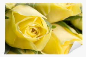 Close Up Image Of Beautiful Yellow Roses Wall Mural - Bloemen V.o.f.