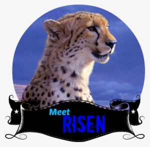 meet risen - daniel smith - african tempest - cheetah