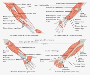 Information - Hybrid Muscle Of Upper Limb