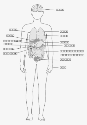 Human Body Organs Clipart Png