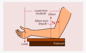Human Arm Lever Diagram - Human Arm Is Which Class Lever