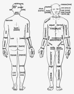 This Free Icons Png Design Of Morris Human Anatomy