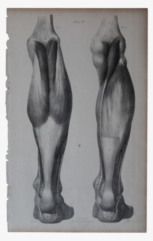Image Royalty Free Stock Anatomical Drawing Arm - Human Body