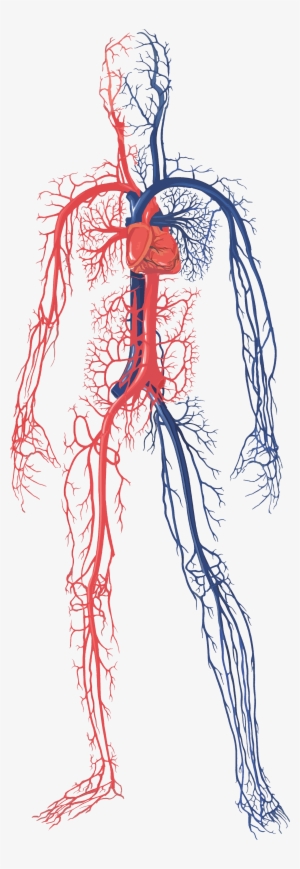 Male Circulatory System - Human Circulatory System Png