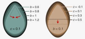 Egg Shape Examples - Shape Of A Egg