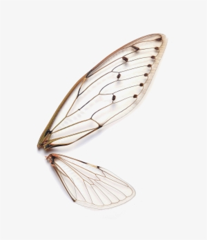 Clipart Royalty Free Stock How Can I Have It So The - Insects Wings