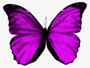 Purple Butterfly Png - Purple Butterfly Wings Png