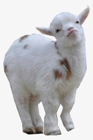 Goat Png Images Download - Goats Transparent