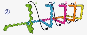 Dna2 - Nucleic Acid Double Helix