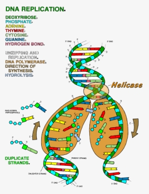 Dna The Double Helix Coloring Worksheet - Dna Replication Coloring Answer Key