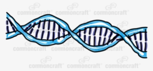 Dna Double Helix - Nucleic Acid Double Helix