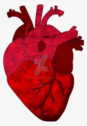 Human Heart - Listen - The Kooks - Cd
