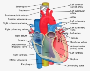 Relations Of The Aorta, Trachea, Esophagus And Other - Trachea Aorta