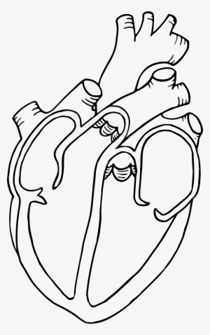Heart Diagram Library - Heart Diagram Clipart