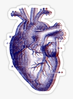 Anatomical Heart By Dandelionnwine - Human Heart Drawing