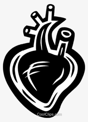 Human Heart Royalty Free Vector Clip Art Illustration - Health