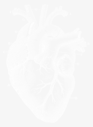 Anatomicalheart Inverted - Sketch